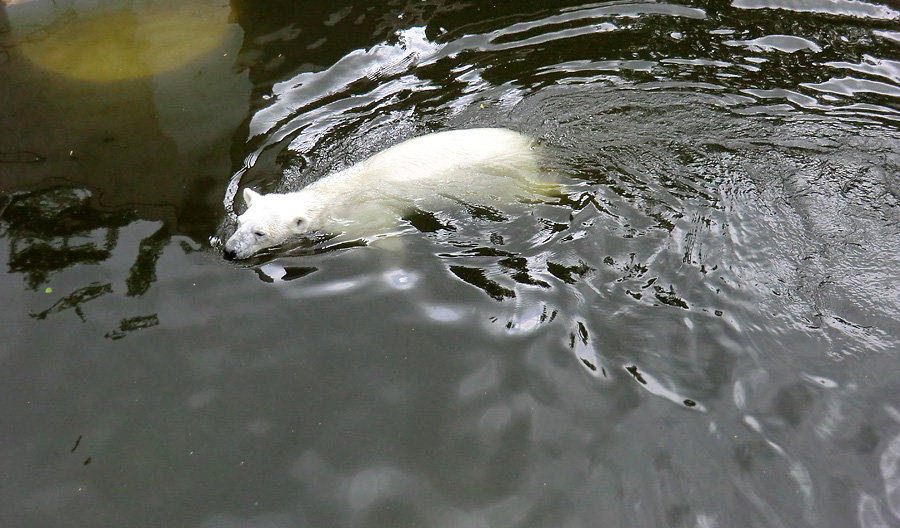 Eisbärin Vilma im Wasser am 23. Juni 2011 im Zoologischen Garten Wuppertal