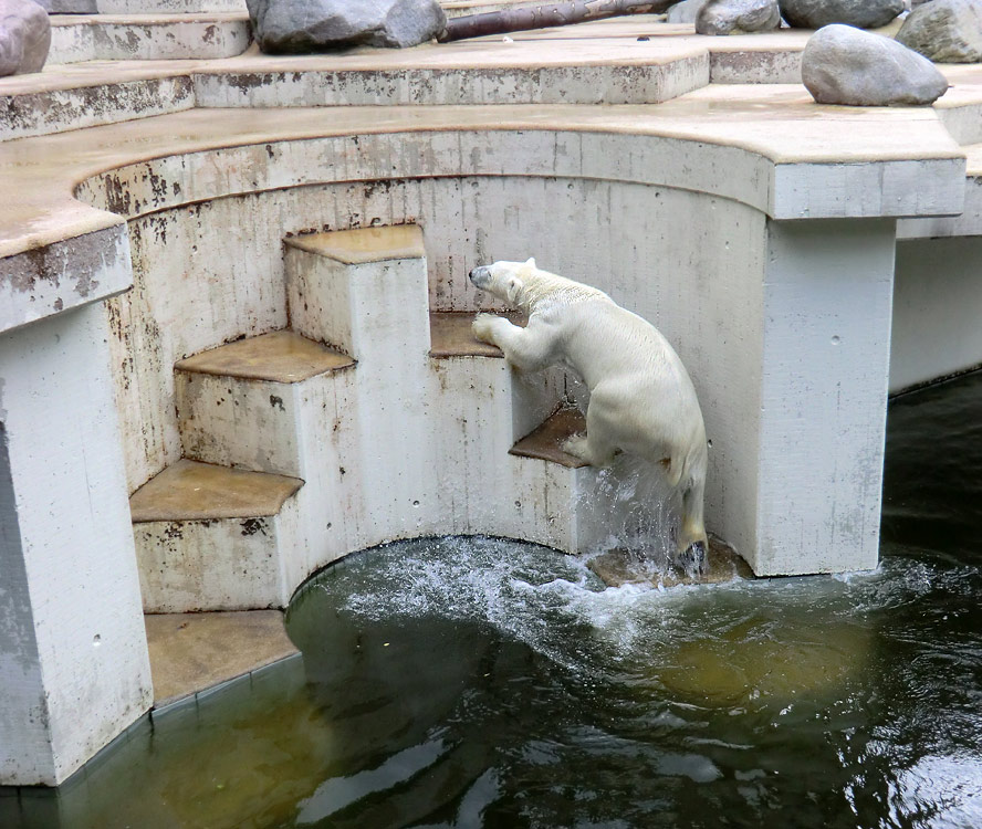 Eisbärin Vilma am 23. Juni 2011 im Wuppertaler Zoo