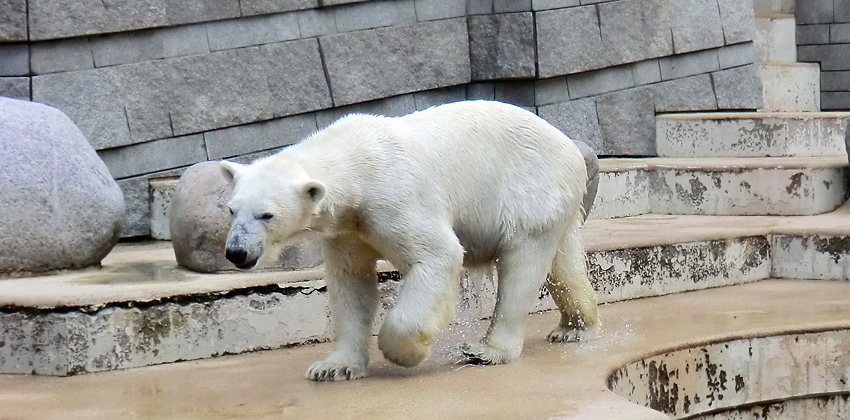 Eisbärin Vilma am 23. Juni 2011 im Zoo Wuppertal