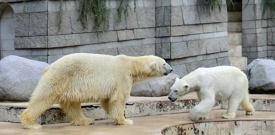 Eisbär Lars und Eisbärin Vilma am 23. Juni 2011 im Zoologischen Garten Wuppertal