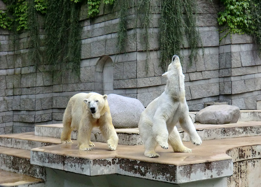 Eisbär Lars und Eisbärin Vilma am 23. Juni 2011 im Wuppertaler Zoo