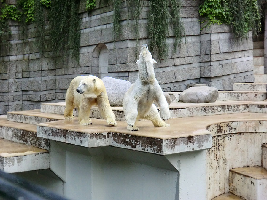 Eisbär Lars und Eisbärin Vilma am 23. Juni 2011 im Zoo Wuppertal
