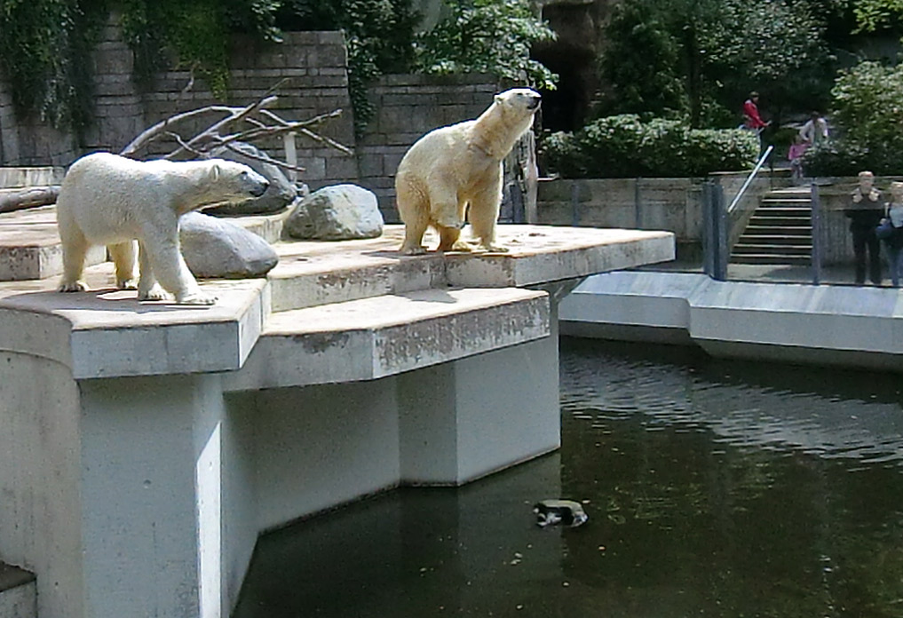 Eisbärin Vilma und Eisbär Lars am 23. Juni 2011 im Zoologischen Garten Wuppertal