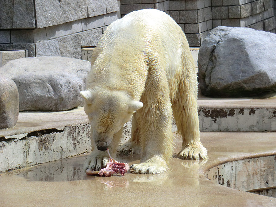 Eisbär Lars am 23. Juni 2011 im Wuppertaler Zoo