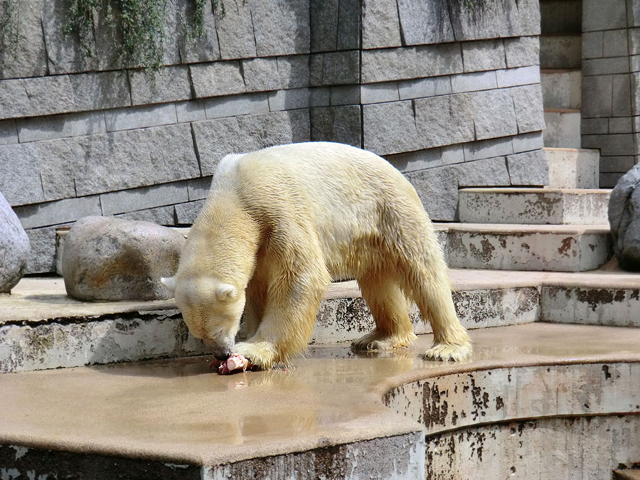 Eisbär Lars am 23. Juni 2011 im Zoo Wuppertal
