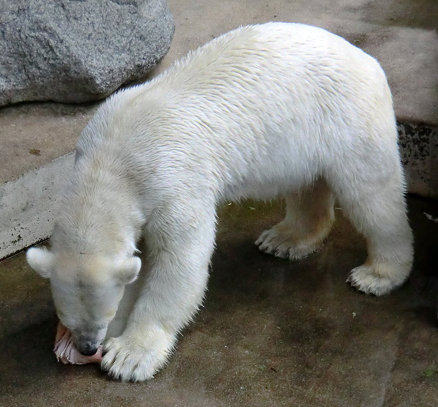 Eisbärin Vilma am 23. Juni 2011 im Zoo Wuppertal