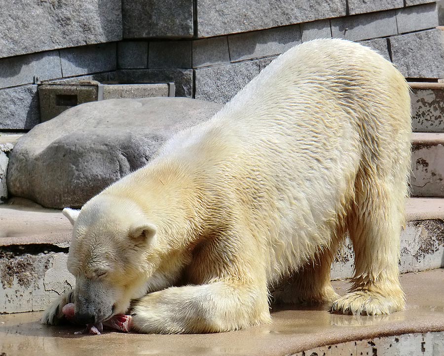 Eisbär Lars am 23. Juni 2011 im Zoo Wuppertal