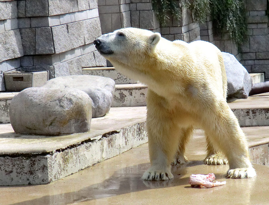 Eisbär Lars am 23. Juni 2011 im Zoologischen Garten Wuppertal