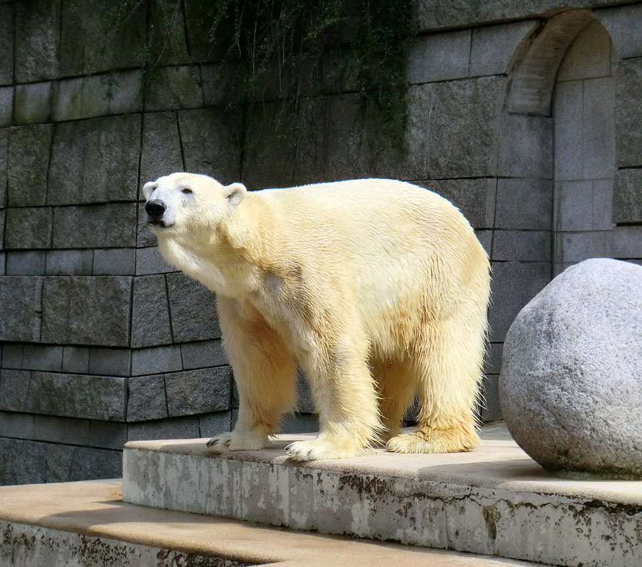 Eisbär Lars am 23. Juni 2011 im Zoologischen Garten Wuppertal