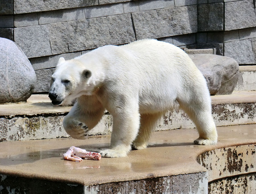 Eisbärin Vilma am 23. Juni 2011 im Wuppertaler Zoo