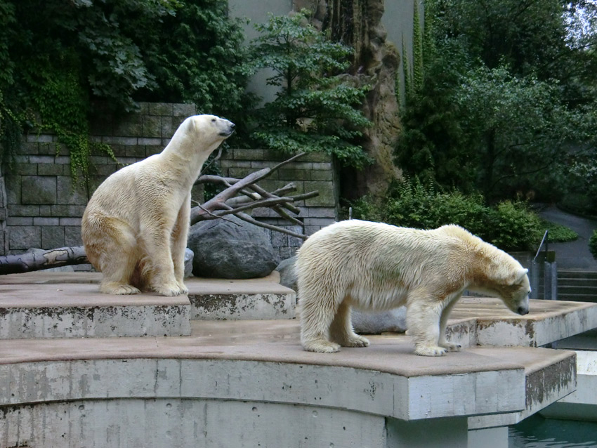 Eisbär Lars und Eisbärin Vilma am 13. August 2011 im Wuppertaler Zoo