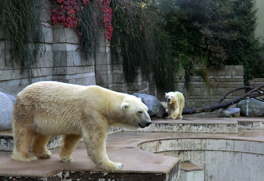 Eisbär Lars und Eisbärin Vilma am 2. Oktober 2011 auf der großen Eisbärenanlage im Zoologischen Garten Wuppertal