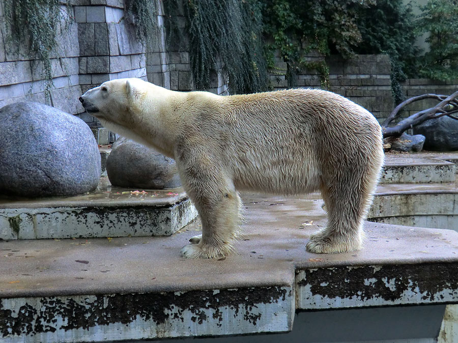 Eisbär Lars am 8. Oktober 2011 im Zoologischen Garten Wuppertal