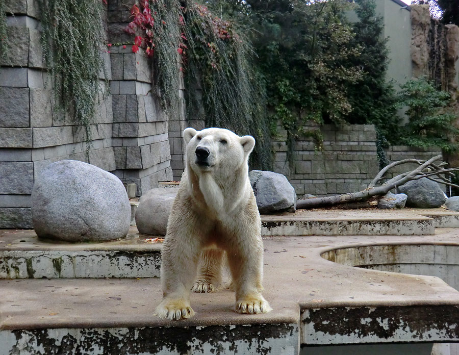Eisbär Lars am 9. Oktober 2011 im Zoologischen Garten Wuppertal