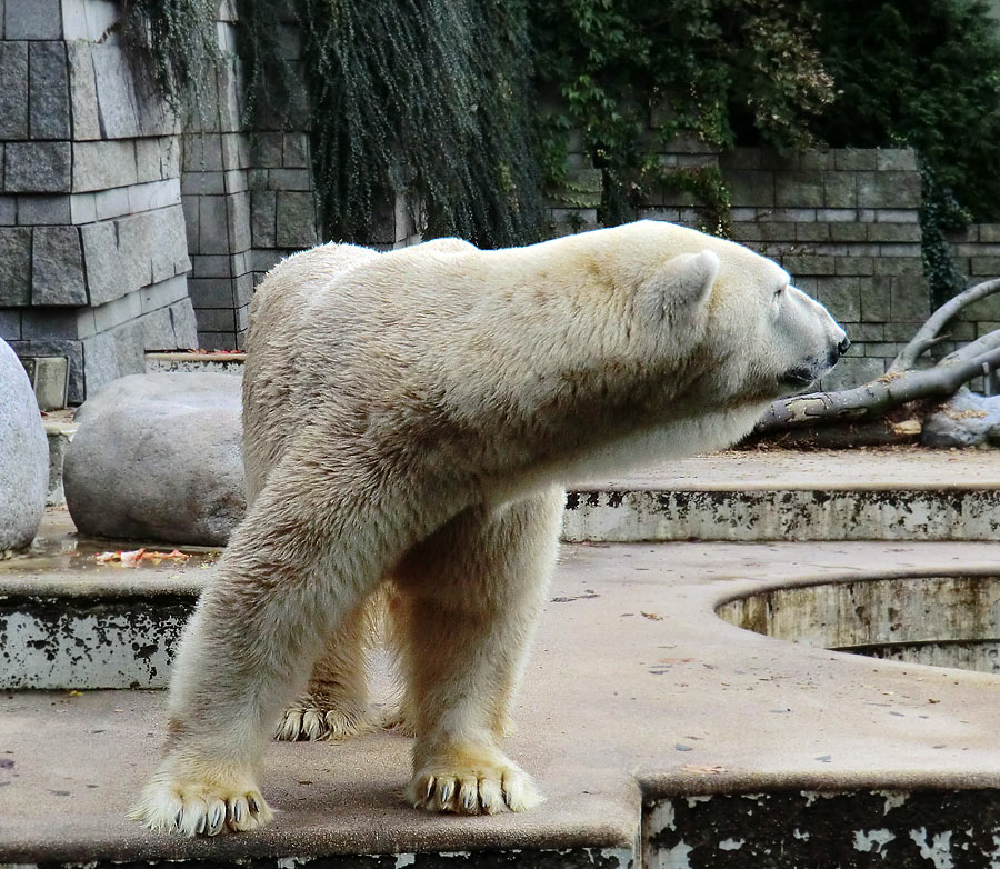 Eisbär Lars am 9. Oktober 2011 im Zoo Wuppertal