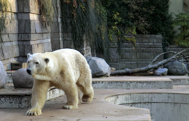 Eisbär Lars am 21. Oktober 2011 im Zoologischen Garten Wuppertal