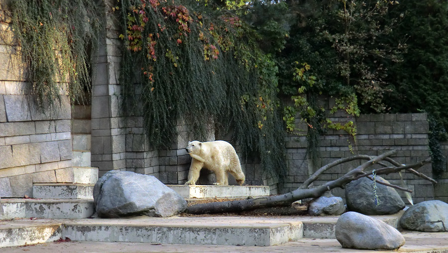 Eisbär LARS am 21. Oktober 2011 im Zoo Wuppertal