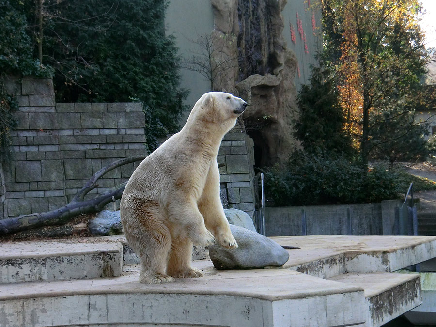 Eisbär LARS am 6. November 2011 im Zoo Wuppertal