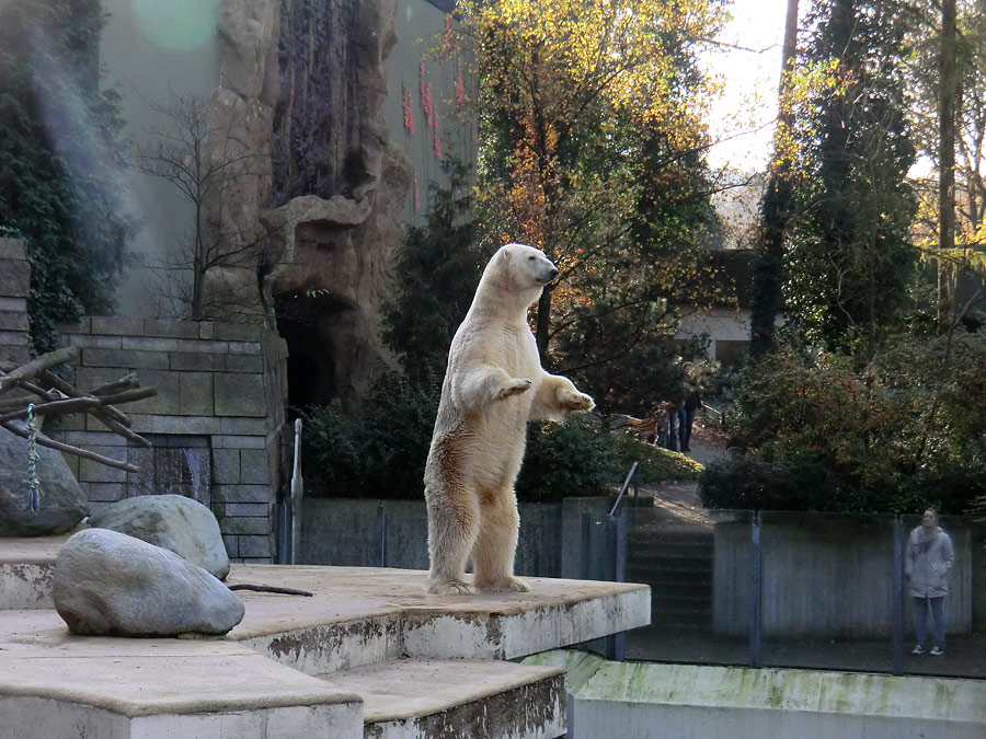 Eisbär LARS auf der großen Freianlage für Eisbären am 6. November 2011 im Wuppertaler Zoo