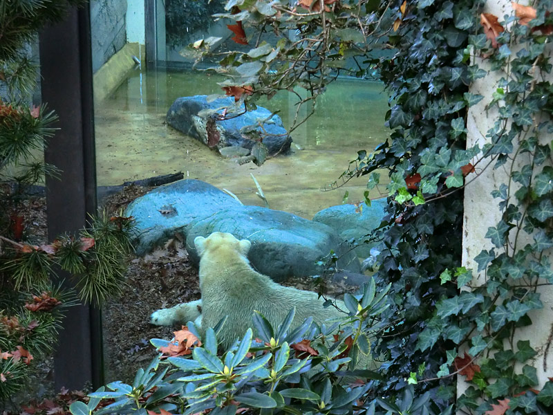 Eisbärin VILMA am 6. November 2011 im Wuppertaler Zoo