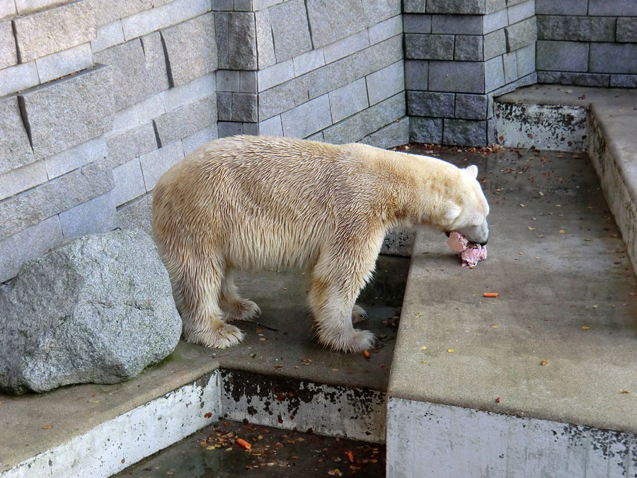 Eisbär LARS am 11. November 2011 im Wuppertaler Zoo
