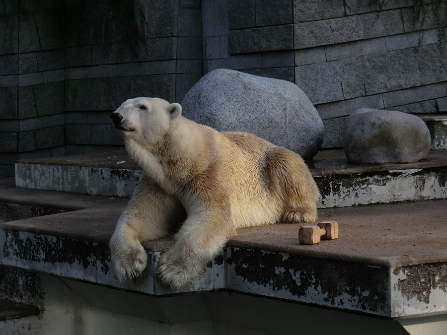 Eisbär LARS am 19. November 2011 im Zoo Wuppertal