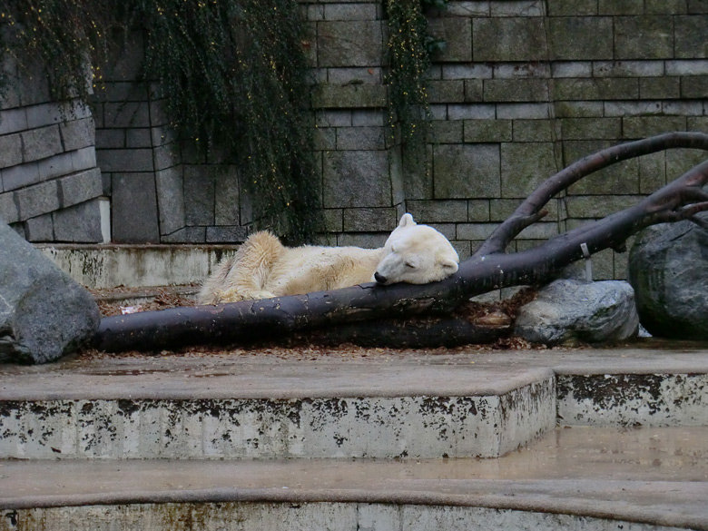 Eisbär LARS am 4. Dezember 2011 im Wuppertaler Zoo