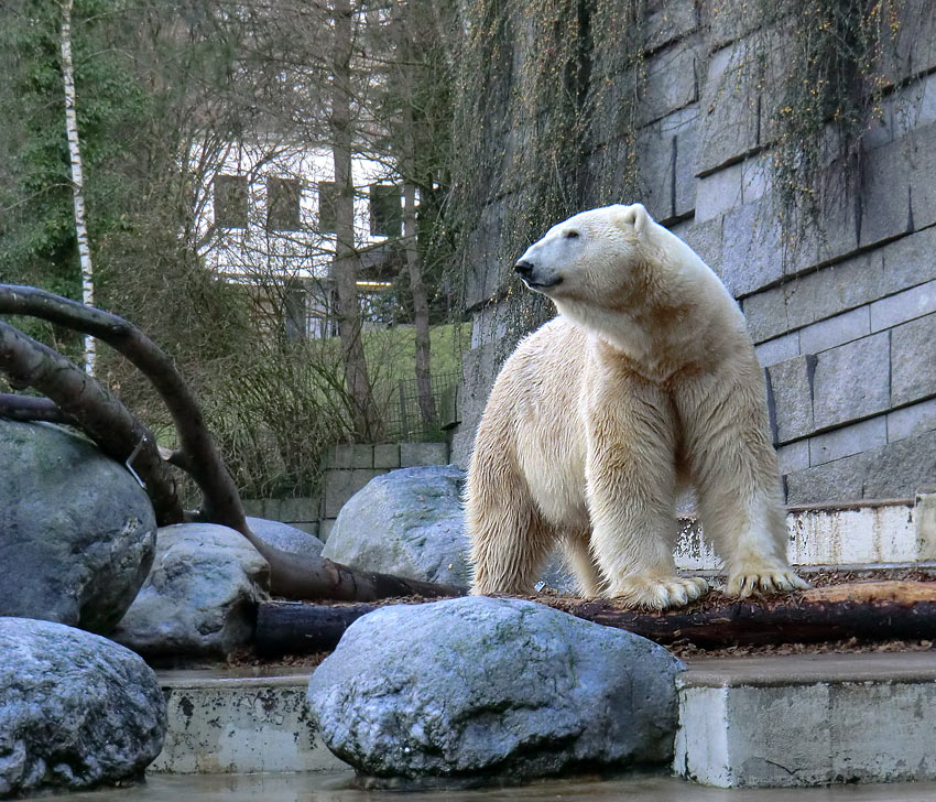 Eisbär LARS am 10. Dezember 2011 im Zoo Wuppertal