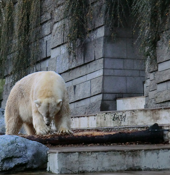 Eisbär LARS am Kratzbaum auf der großen Freianlage für Eisbären am 10. Dezember 2011 im Wuppertaler Zoo