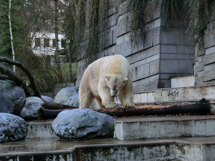 Eisbär Lars am 10. Dezember 2011 im Zoologischen Garten Wuppertal