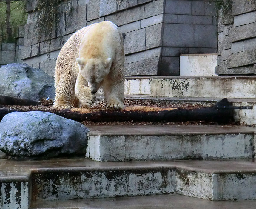 Eisbär LARS am 10. Dezember 2011 im Wuppertaler Zoo