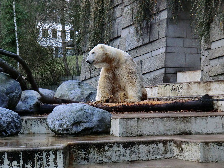 Eisbär LARS am 10. Dezember 2011 im Wuppertaler Zoo