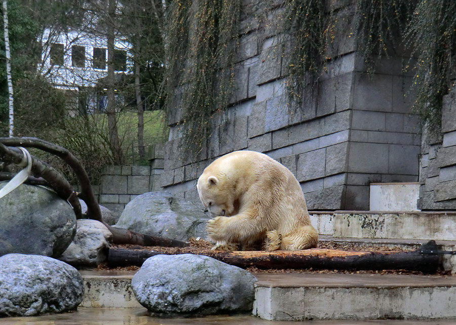 Eisbär LARS am 10. Dezember 2011 im Zoo Wuppertal