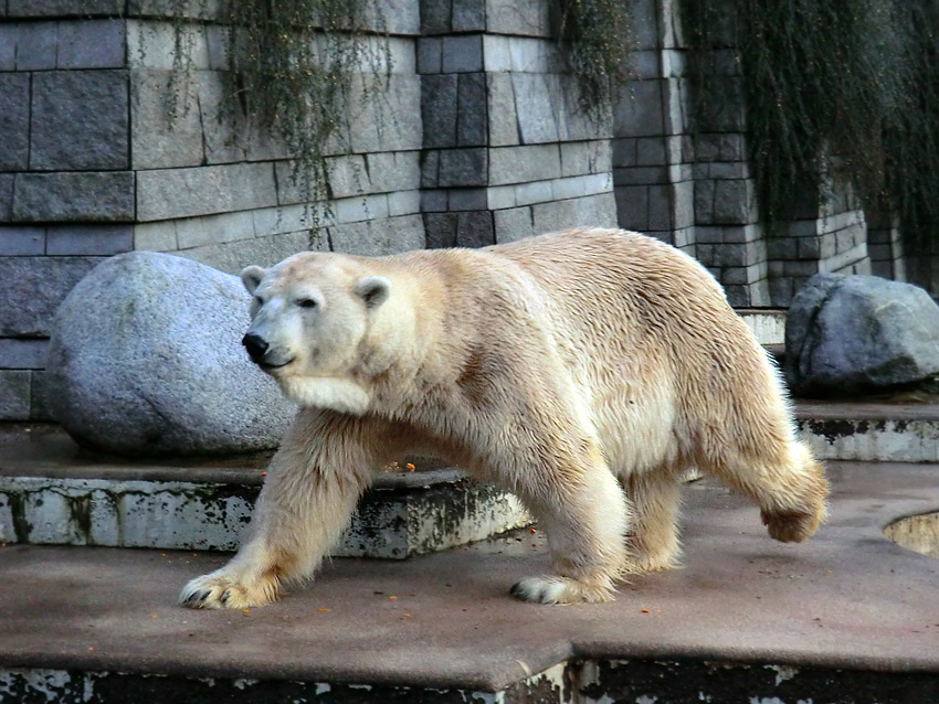 Eisbär Lars am 12. Dezember 2011 im Zoologischen Garten Wuppertal