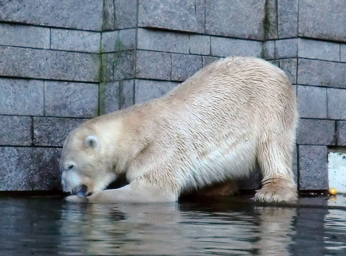 Eisbär LARS am 12. Dezember 2011 im Zoo Wuppertal