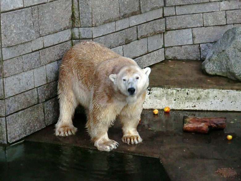 Eisbär Lars am 12. Dezember 2011 im Zoologischen Garten Wuppertal