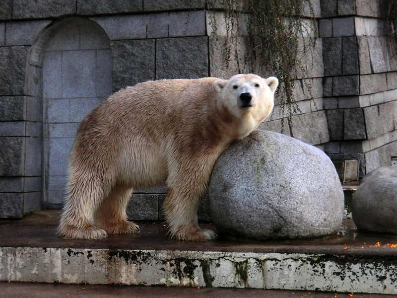 Eisbär LARS am 12. Dezember 2011 im Wuppertaler Zoo
