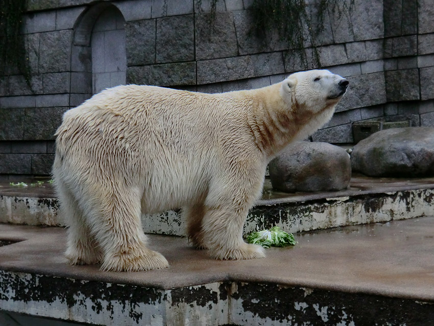 Eisbär LARS am 23. Dezember 2011 im Zoologischen Garten Wuppertal