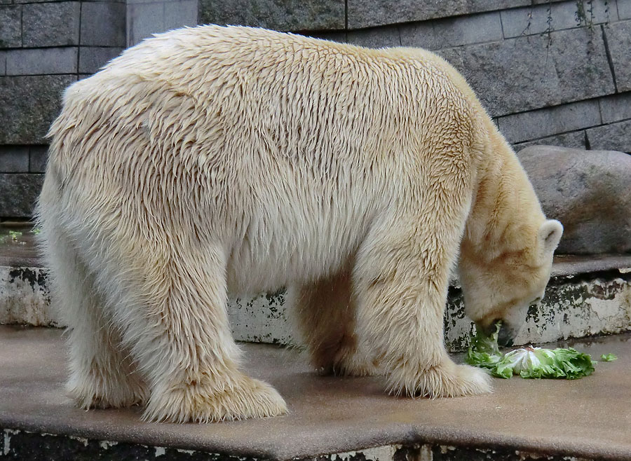 Eisbär LARS am 23. Dezember 2011 im Zoo Wuppertal