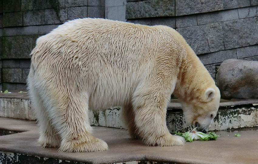 Eisbär LARS am 23. Dezember 2011 im Zoo Wuppertal