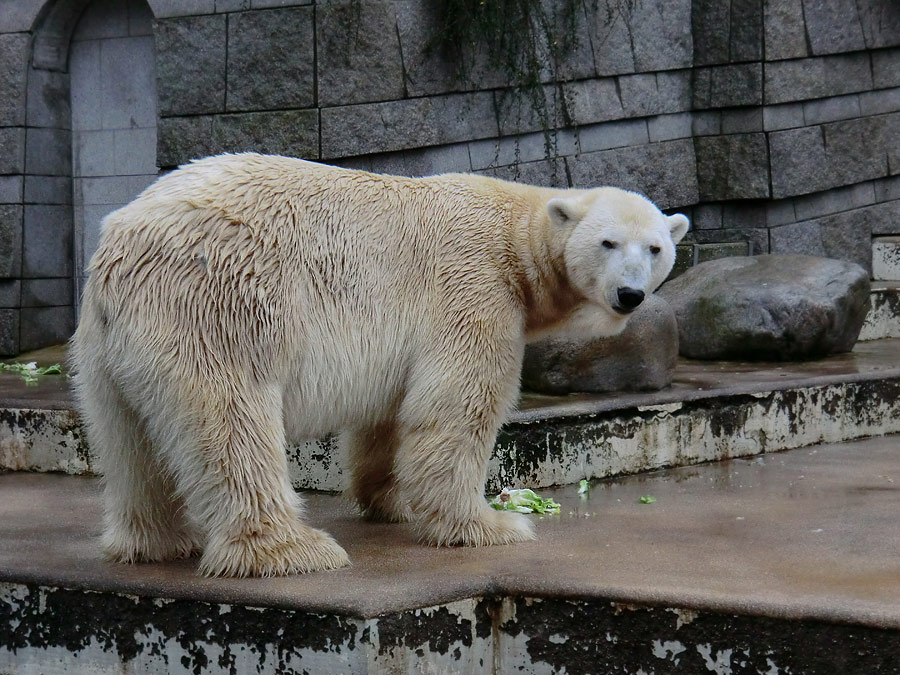 Eisbär LARS am 23. Dezember 2011 im Wuppertaler Zoo
