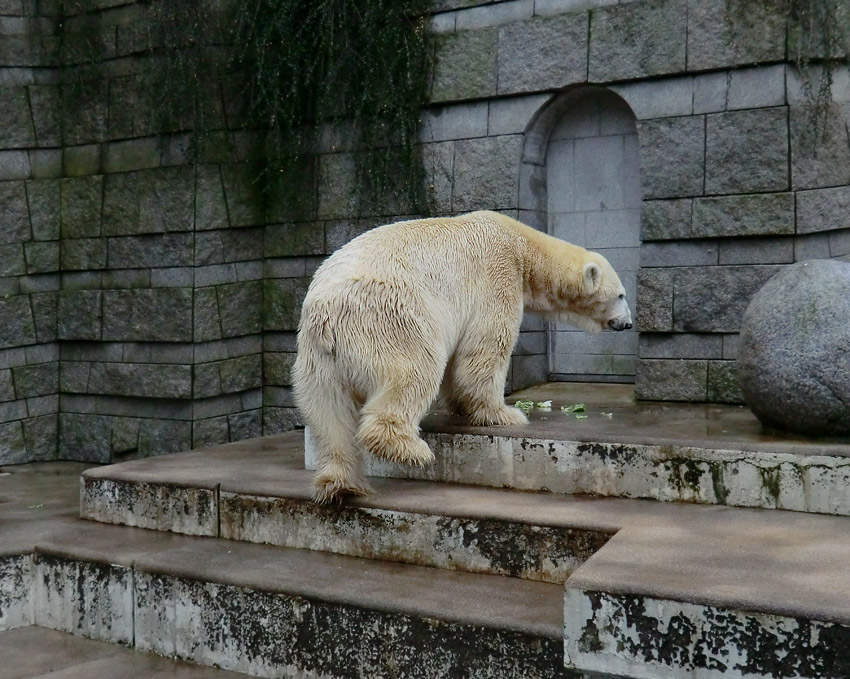 Eisbär LARS am 23. Dezember 2011 im Zoologischen Garten Wuppertal