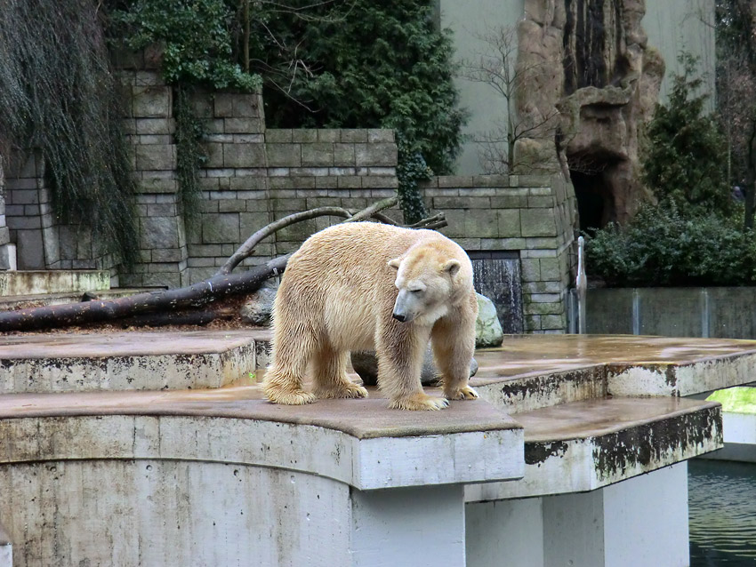 Eisbär LARS am 24. Dezember 2011 im Zoologischen Garten Wuppertal