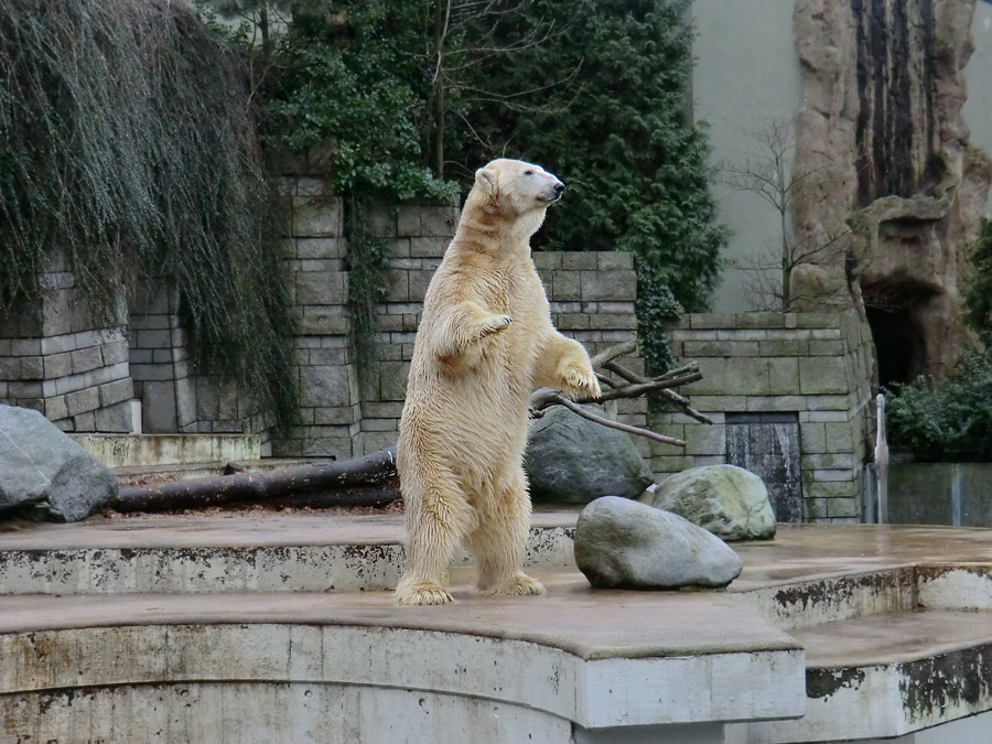 Eisbär LARS am 24. Dezember 2011 im Wuppertaler Zoo