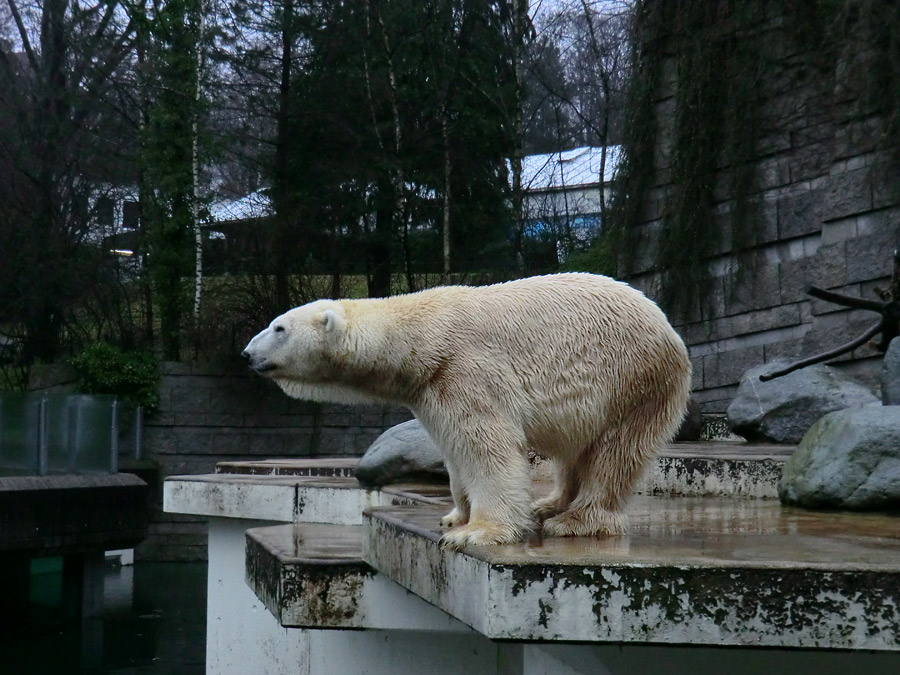 Eisbär LARS am 26. Dezember 2011 im Zoo Wuppertal