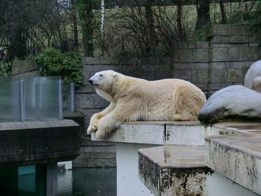 Eisbär LARS am 26. Dezember 2011 im Wuppertaler Zoo