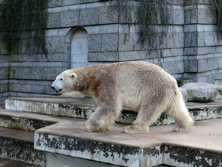Eisbär LARS am 28. Dezember 2011 im Zoologischen Garten Wuppertal