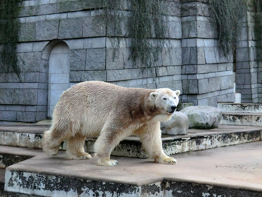 Eisbär LARS am 28. Dezember 2011 im Wuppertaler Zoo