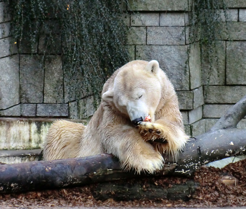 Eisbär LARS am 28. Dezember 2011 im Zoo Wuppertal