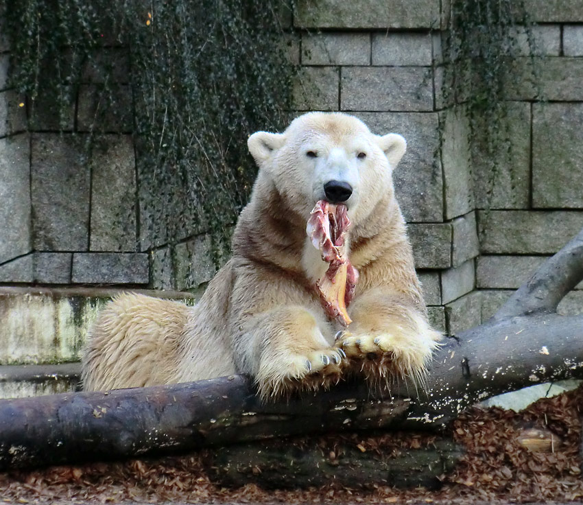 Eisbär LARS am 28. Dezember 2011 im Zoologischen Garten Wuppertal